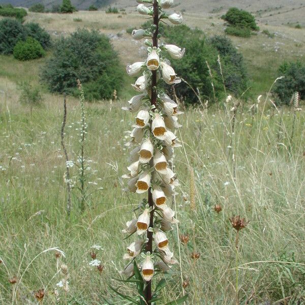 Digitalis ferruginea ফুল