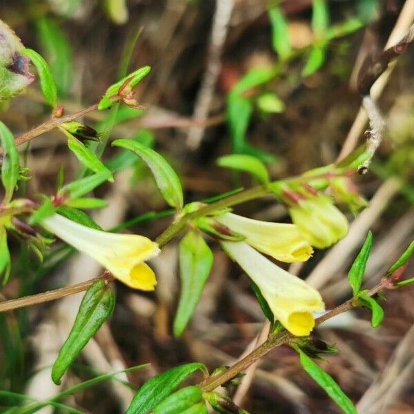 Melampyrum pratense Floro