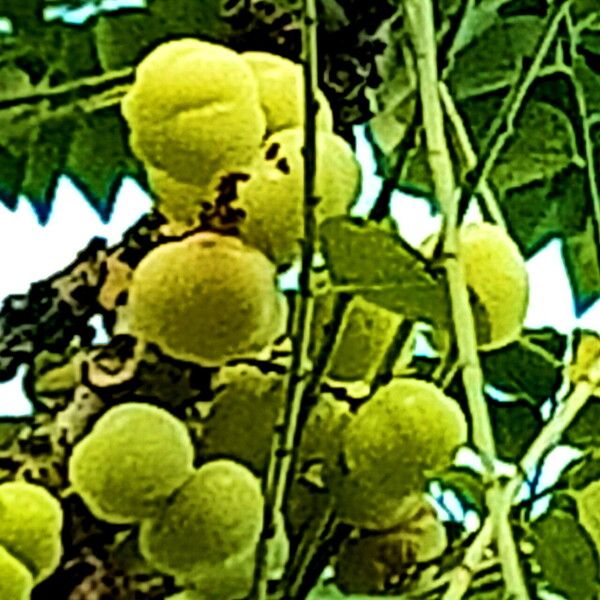 Phyllanthus acidus Fruit