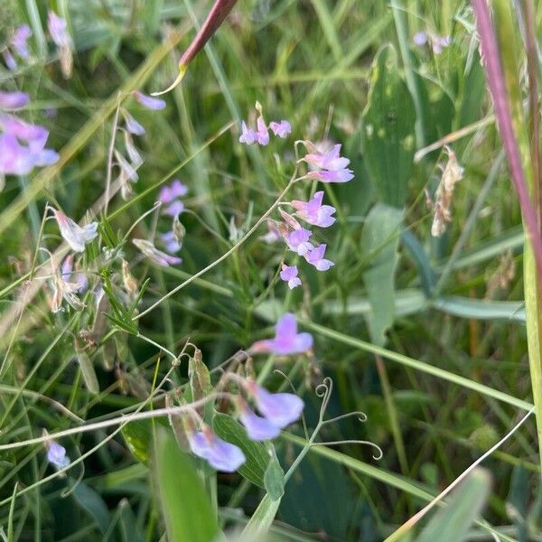 Vicia parviflora Kukka