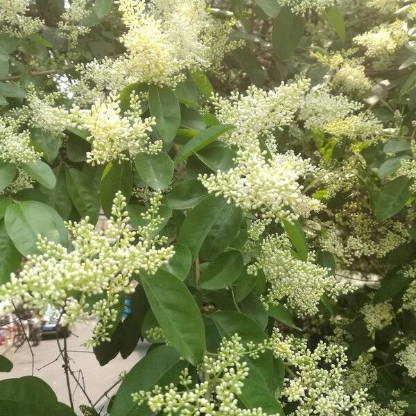 Ligustrum quihoui Flower