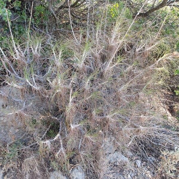 Ptilostemon chamaepeuce Natur