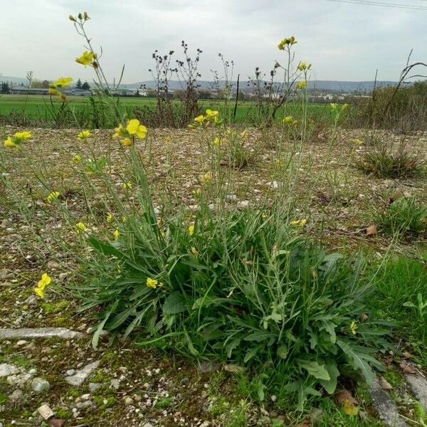 Diplotaxis tenuifolia Vivejo