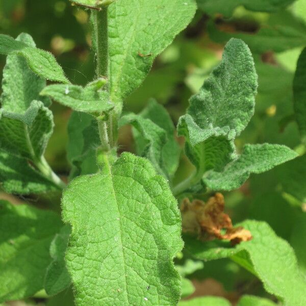 Cistus crispus 其他