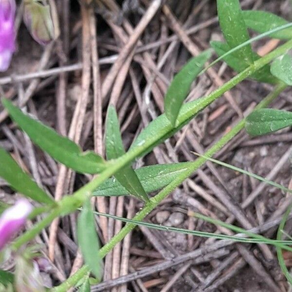 Polygala comosa Leaf