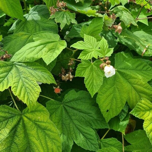 Rubus parviflorus Leaf