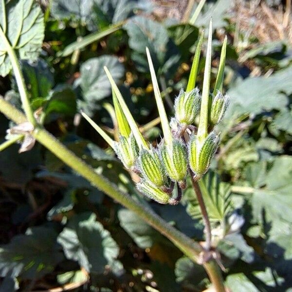 Erodium malacoides Vili