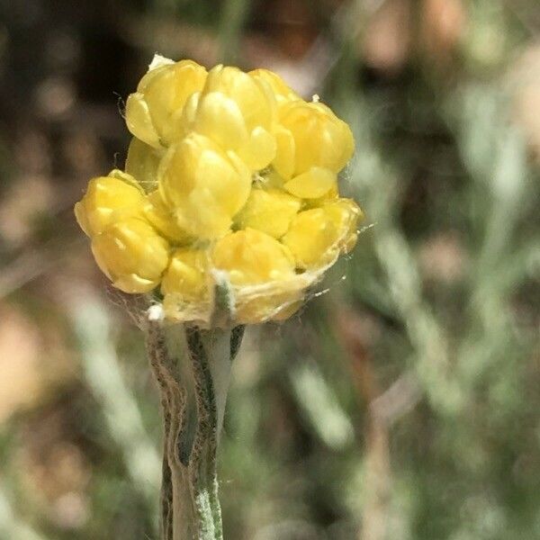 Helichrysum stoechas Цветок