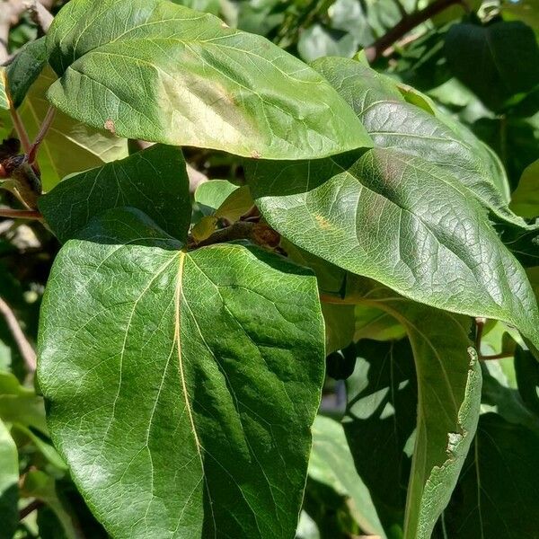 Cydonia oblonga Leaf