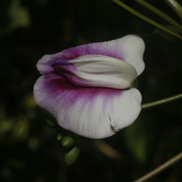 Centrosema plumieri Flor