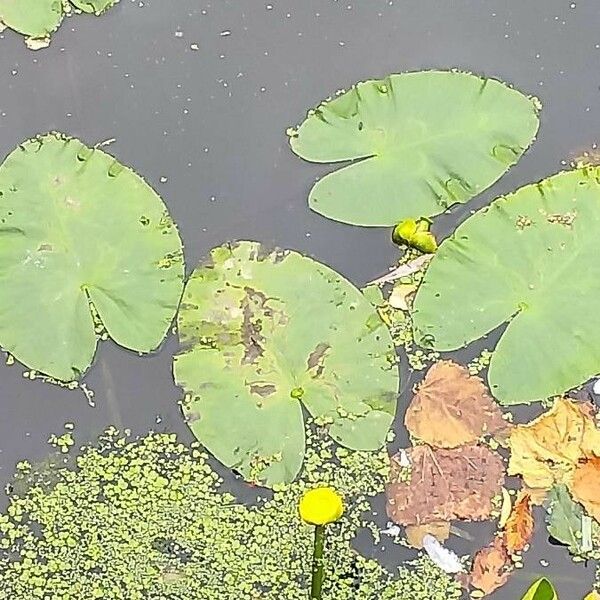 Nuphar lutea Flower