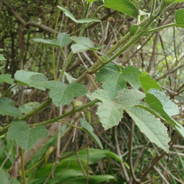 Hibiscus diversifolius Fuelha