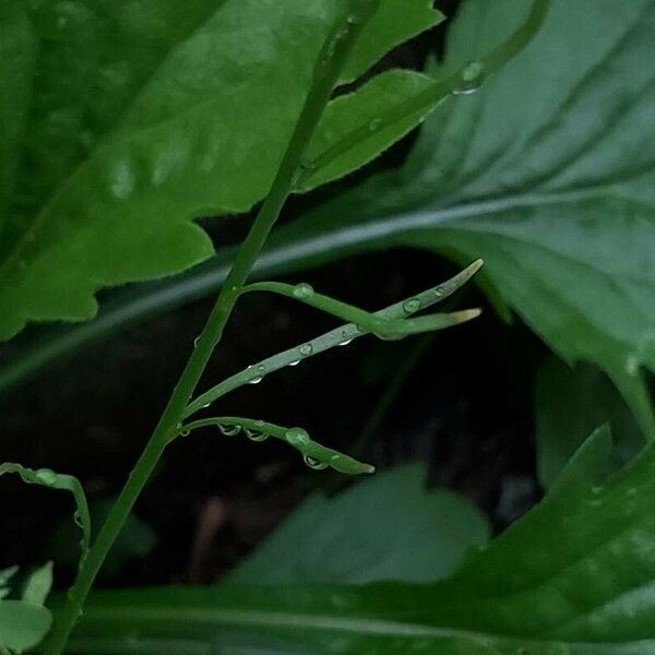 Nuttallanthus canadensis Blatt