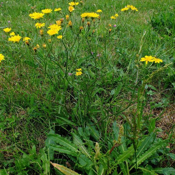 Crepis setosa Хабит