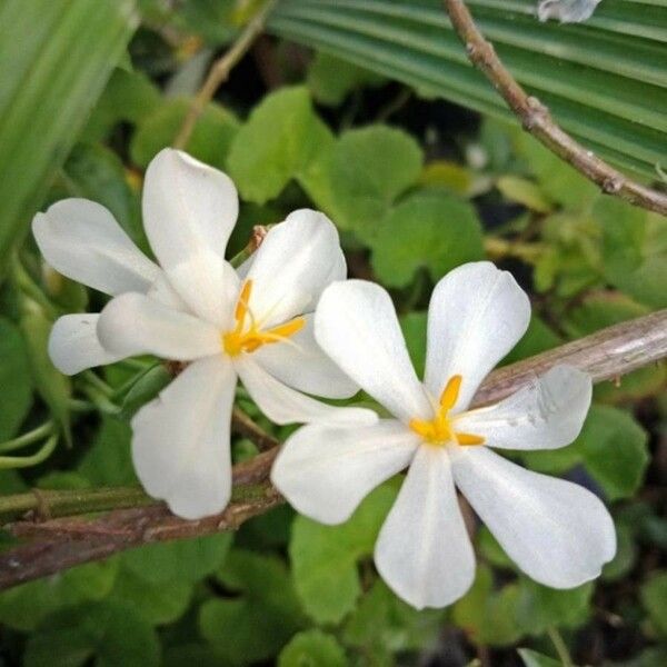 Eleutherine bulbosa Blüte