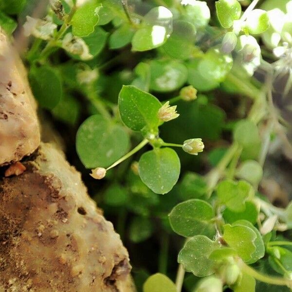 Stellaria apetala 葉