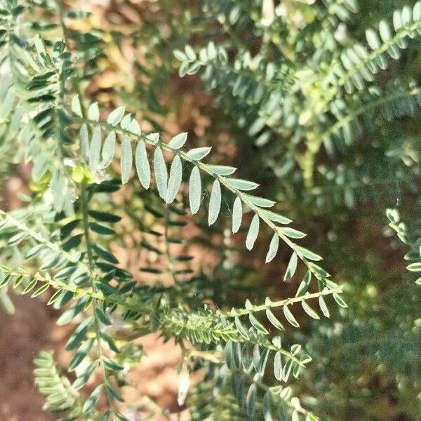 Vicia ervilia Leaf