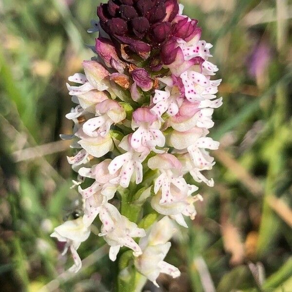 Neotinea ustulata Flor