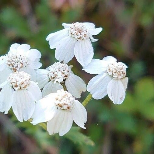 Achillea erba-rotta Квітка