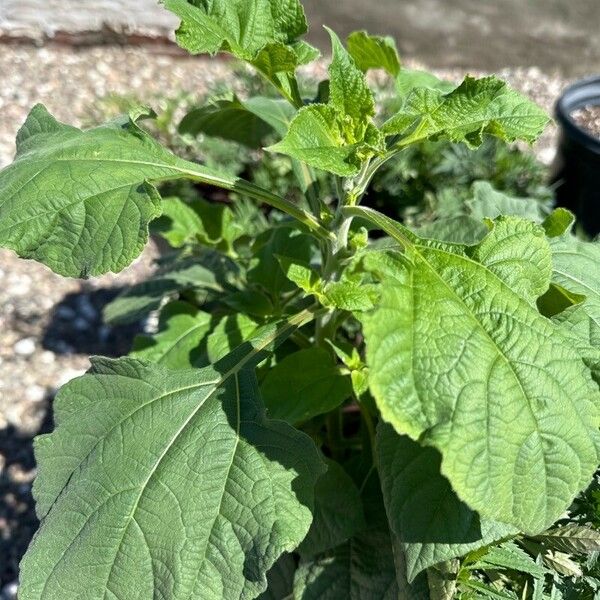 Tithonia rotundifolia Folio