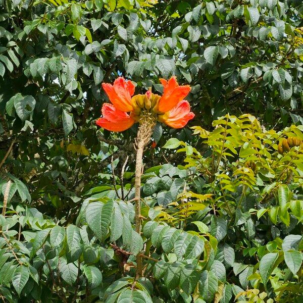 Spathodea campanulata Blomma