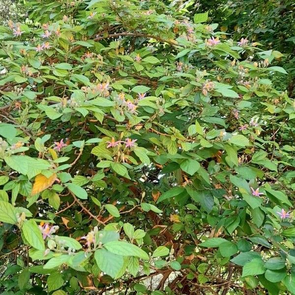 Grewia occidentalis (Crossberry)