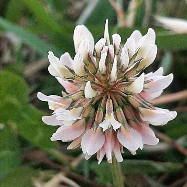 Trifolium repens 花