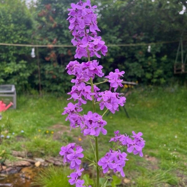 Hesperis matronalis 花