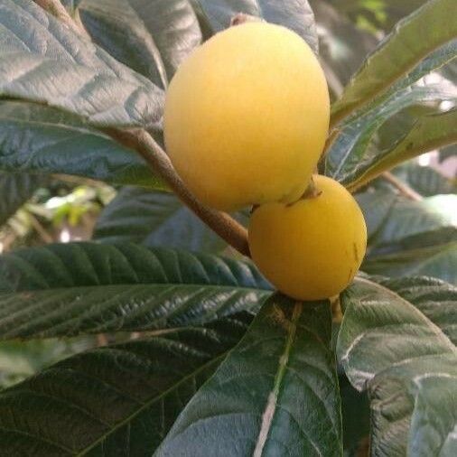 Rhaphiolepis bibas Fruit