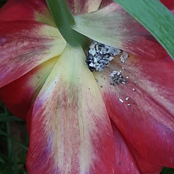 Tulipa agenensis Flor