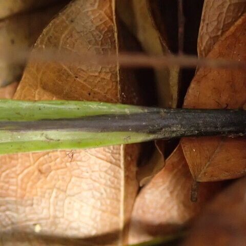 Asplenium africanum その他の提案