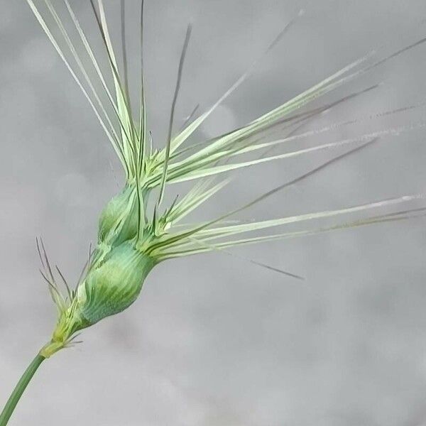 Aegilops biuncialis Flower