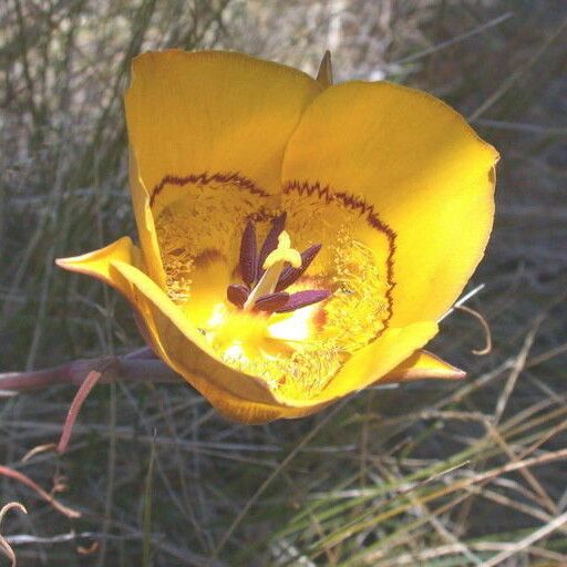 Calochortus clavatus Blodyn