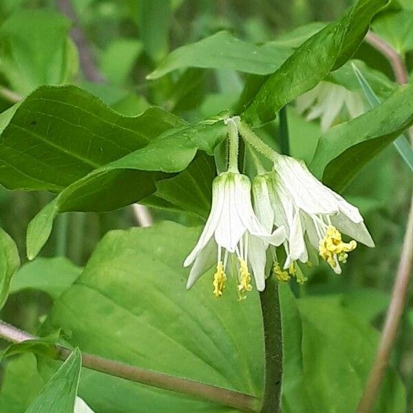 Prosartes hookeri Flower