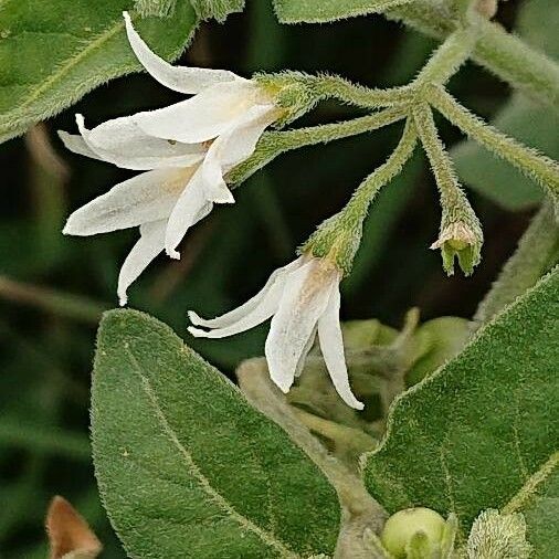 Styrax officinalis ᱵᱟᱦᱟ