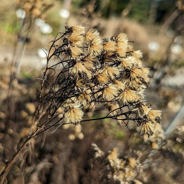 Galatella linosyris फल