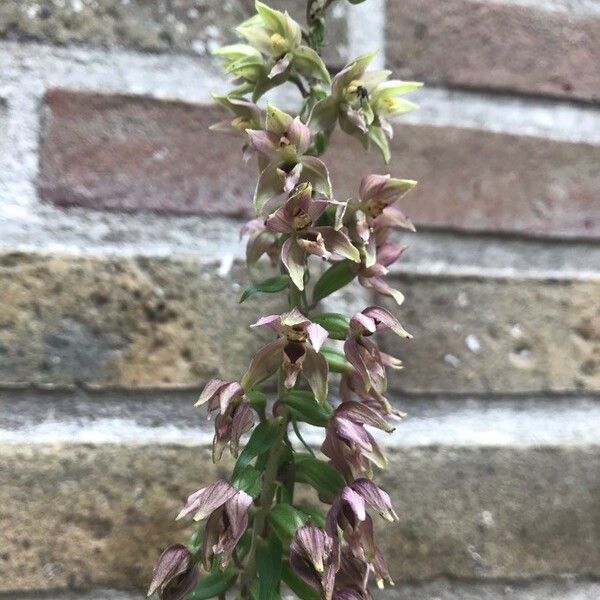 Epipactis purpurata Blüte