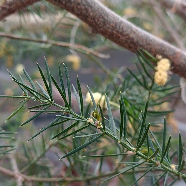 Acacia verticillata Leaf