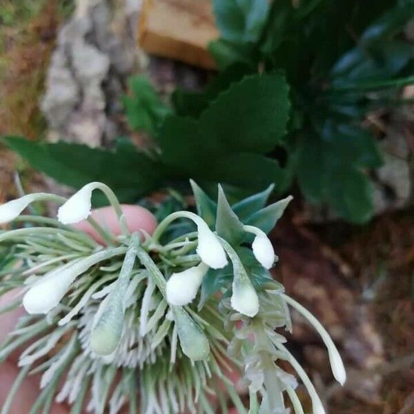 Chrysanthemum × morifolium Blatt