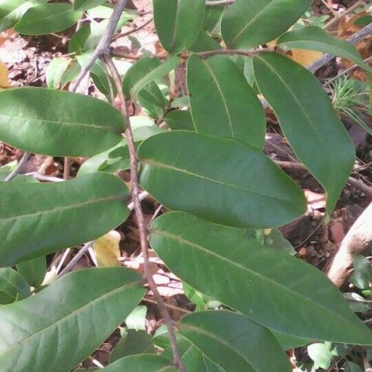 Phyllanthus phillyreifolius Hostoa