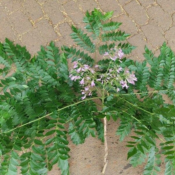Jacaranda macrantha