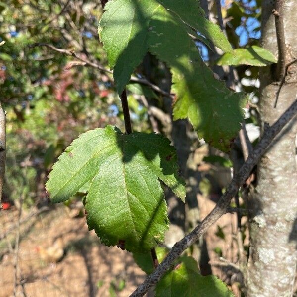 Crataegus phaenopyrum 葉