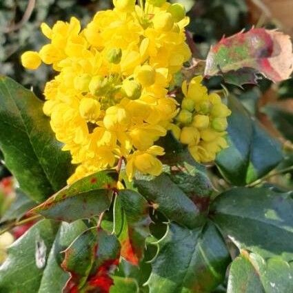 Berberis aquifolium Flower