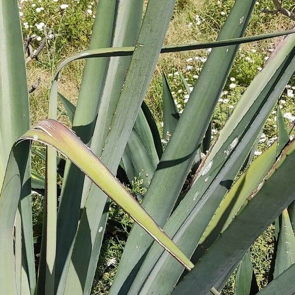 Agave sisalana Foglia