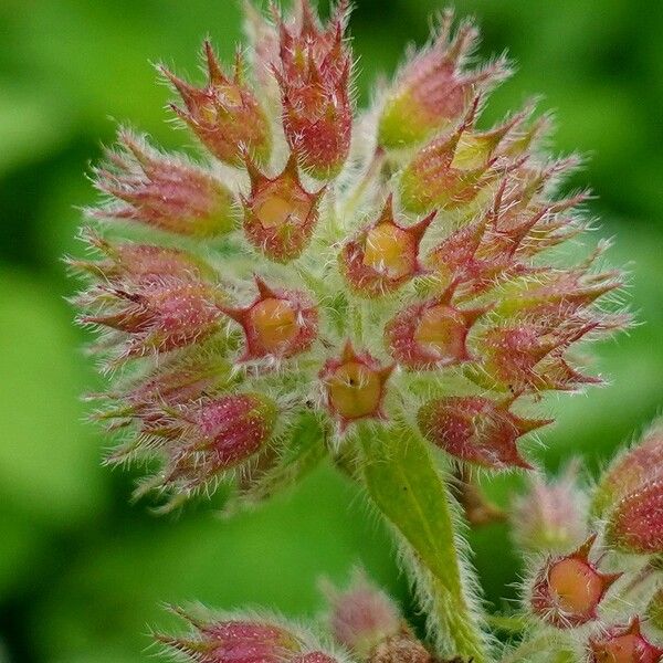 Mentha aquatica Froito