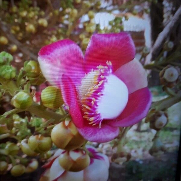 Couroupita guianensis Цветок