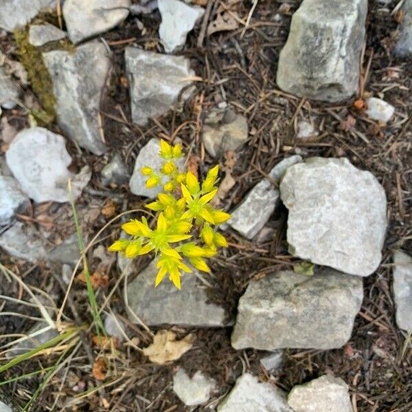 Sedum lanceolatum Flower