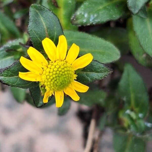 Sanvitalia procumbens Кветка