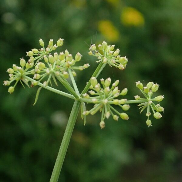 Oenanthe javanica Habitus