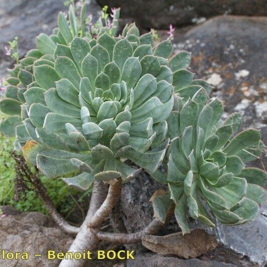 Aeonium percarneum Buveinė